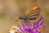 Thymelicus sylvestris